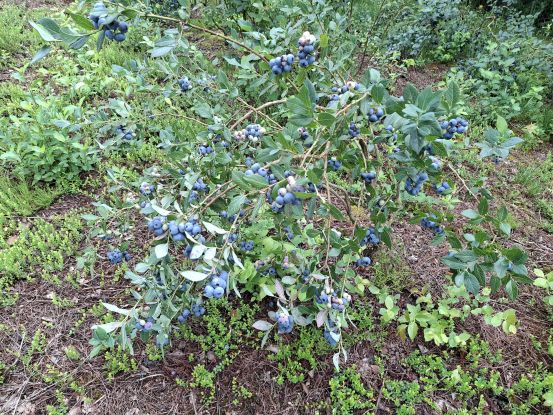 Heidelbeeren Heidelbeeren