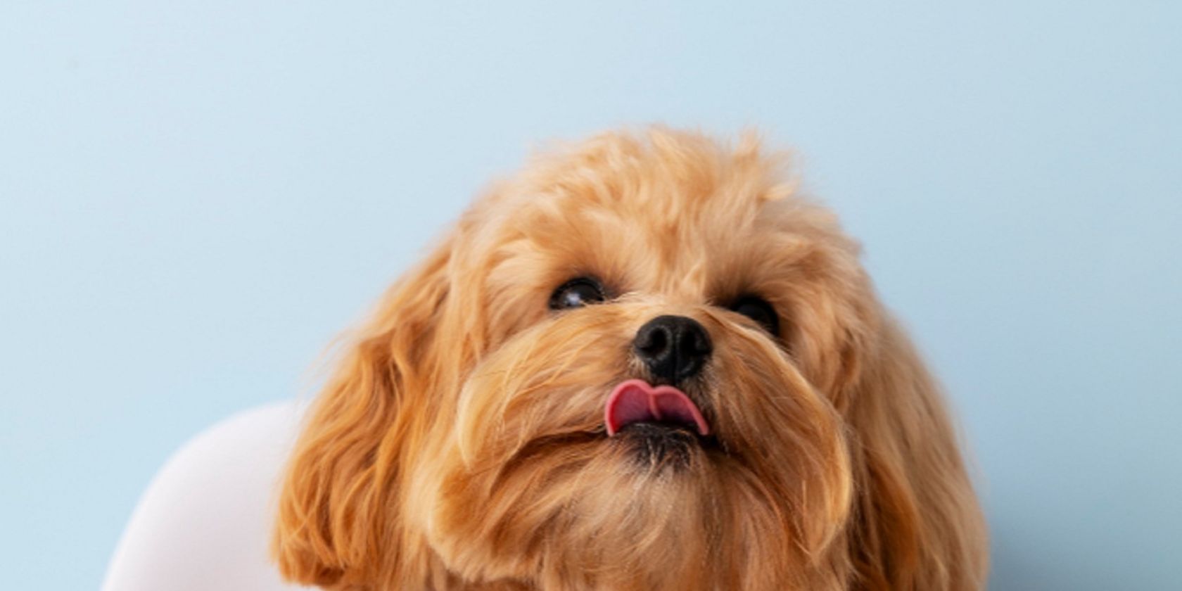 Hundeernährung Hundeernährung