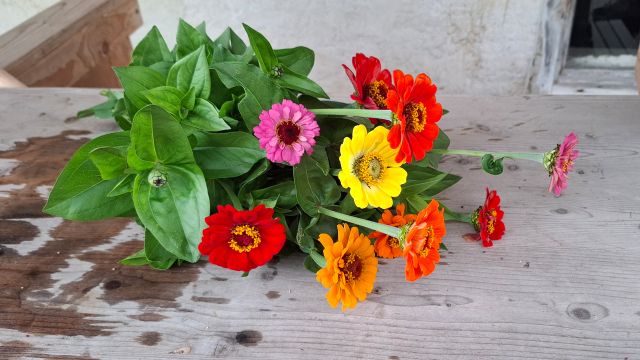 Erlebnisführung im Bio-Schnittblumenfeld, © Steffelhof Erlebnisführung im Bio-Schnittblumenfeld, © Steffelhof