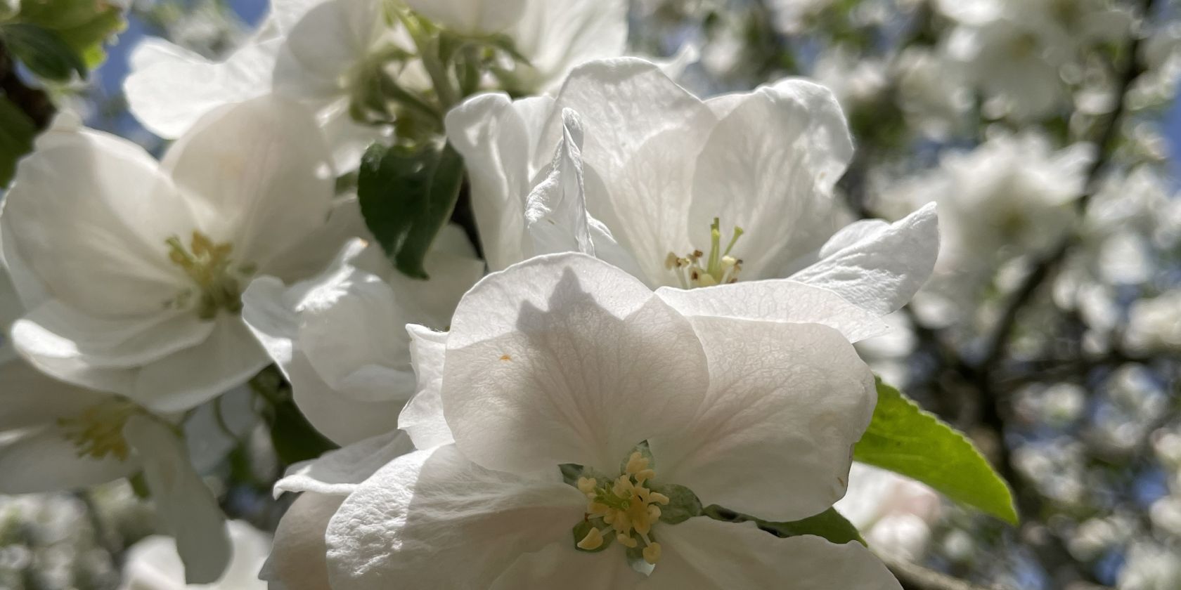 Landschaft, Natur, Garten, © Julia Siglreitmeier Landschaft, Natur, Garten, © Julia Siglreitmeier