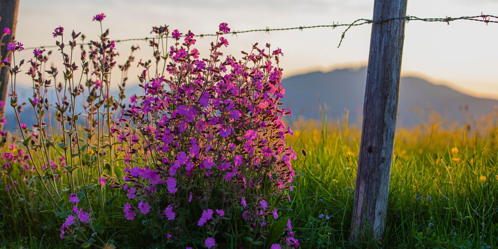 Wildblumen am Wegesrand in Inzell, © Inzeller Touristik GmbH Wildblumen am Wegesrand in Inzell, © Inzeller Touristik GmbH