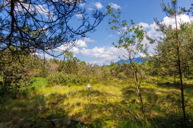 Paradies für Überlebenskünstler - Moorführung, © Tourist-Information Grassau Paradies für Überlebenskünstler - Moorführung, © Tourist-Information Grassau