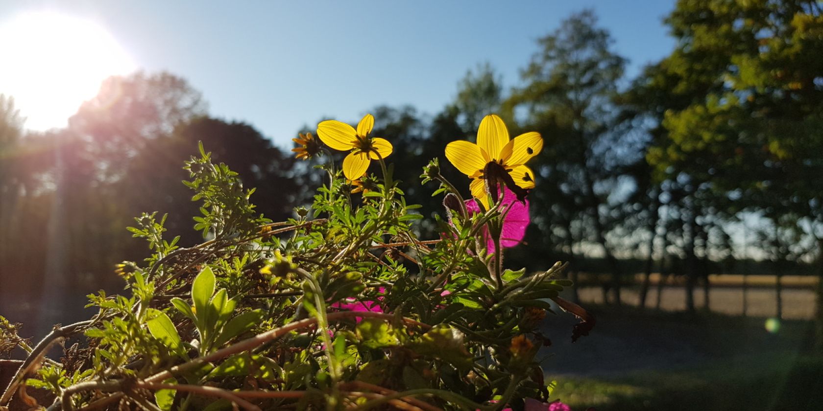 blumen_frühjahr blumen_frühjahr