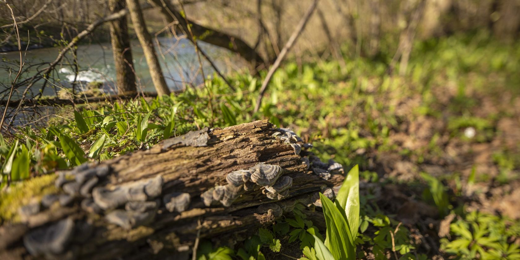 Bärlauch 2 0© Richard Scheuerecker (3), © Richard Scheuerecker Bärlauch 2 0© Richard Scheuerecker (3), © Richard Scheuerecker