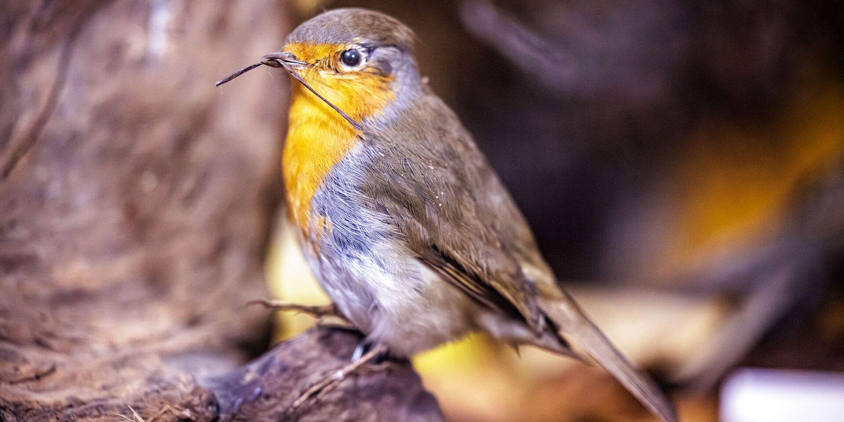 Vogelmuseum Waging, © Tourist-Info Waginger See / Richard Scheuerecker Vogelmuseum Waging, © Tourist-Info Waginger See / Richard Scheuerecker