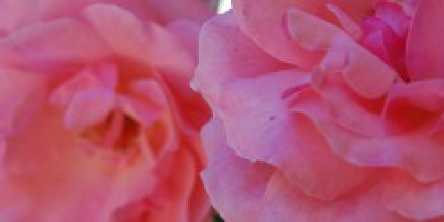 Welt der Düfte Welt der Düfte