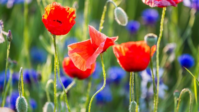 Blumenfeld, © Tourist-Info Waginger See Blumenfeld, © Tourist-Info Waginger See