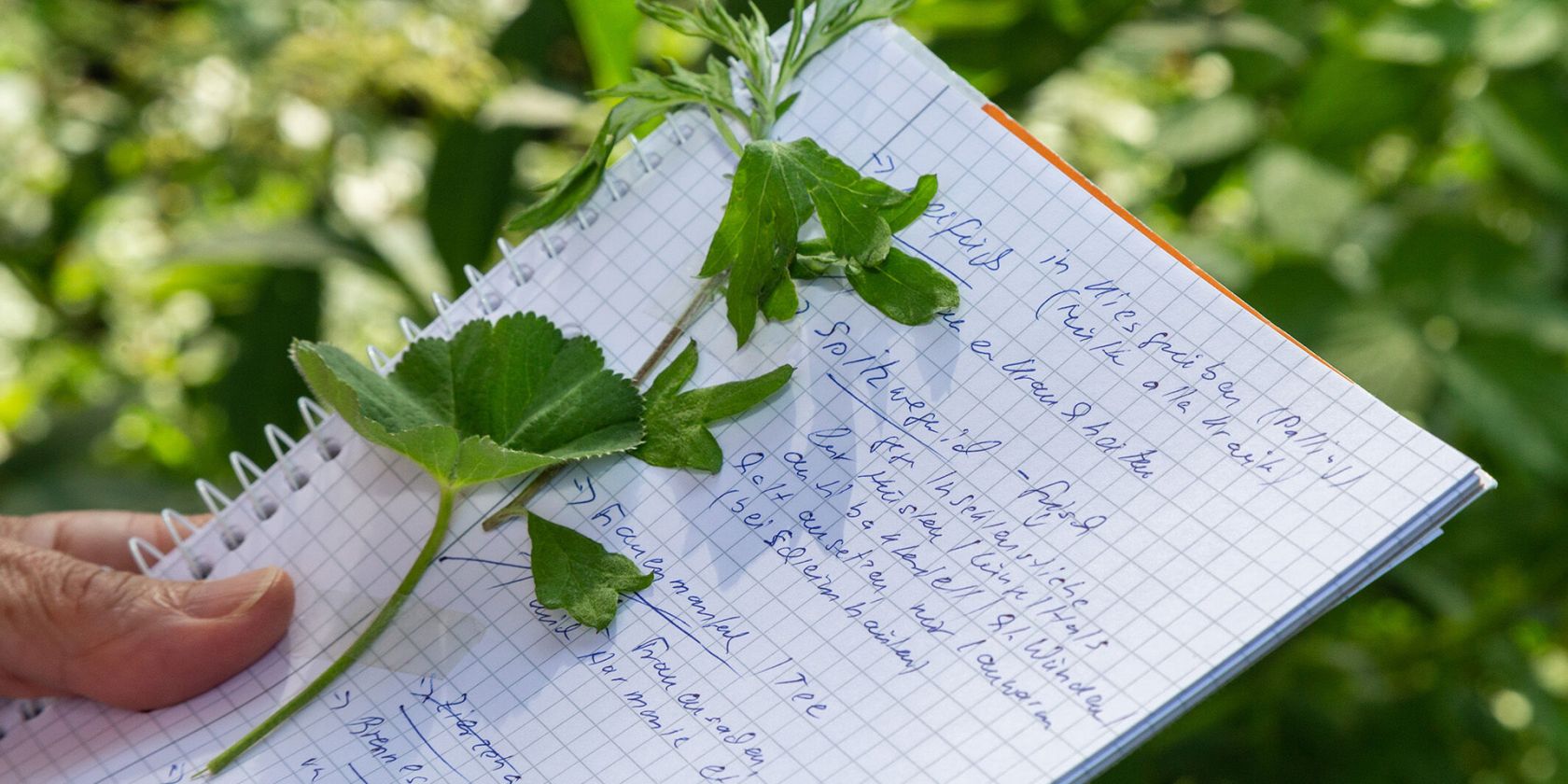 Kräuterwanderung - Wurzeln, © Tourist-Info Waginger See Kräuterwanderung - Wurzeln, © Tourist-Info Waginger See