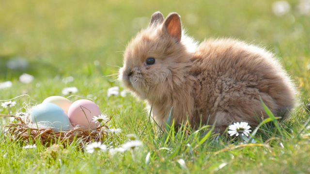 Ostern in Ruhpolding - Ostereiersuche am Unternberg, © Pixabay Ostern in Ruhpolding - Ostereiersuche am Unternberg, © Pixabay