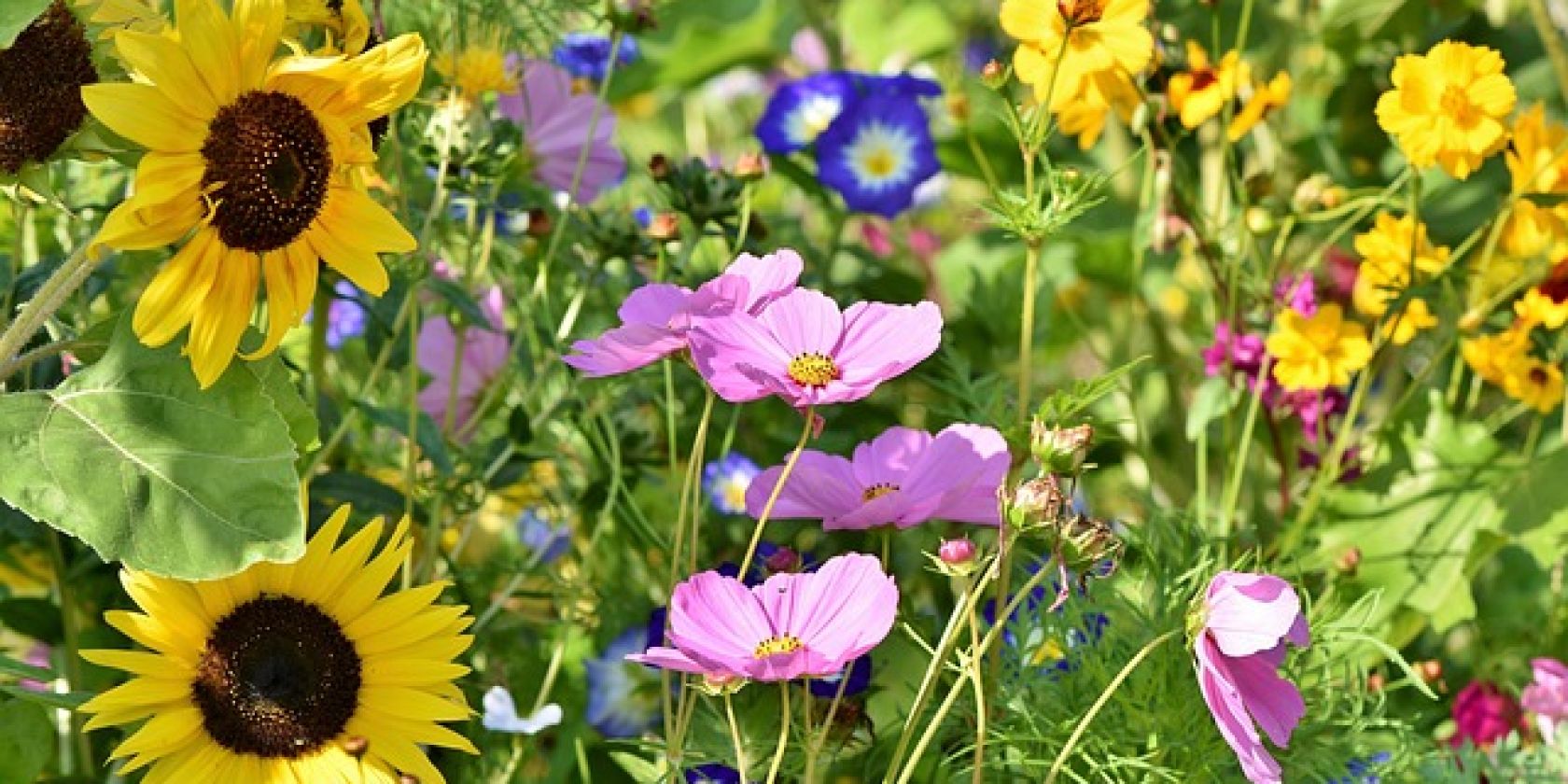 Garten, © pixabay Garten, © pixabay