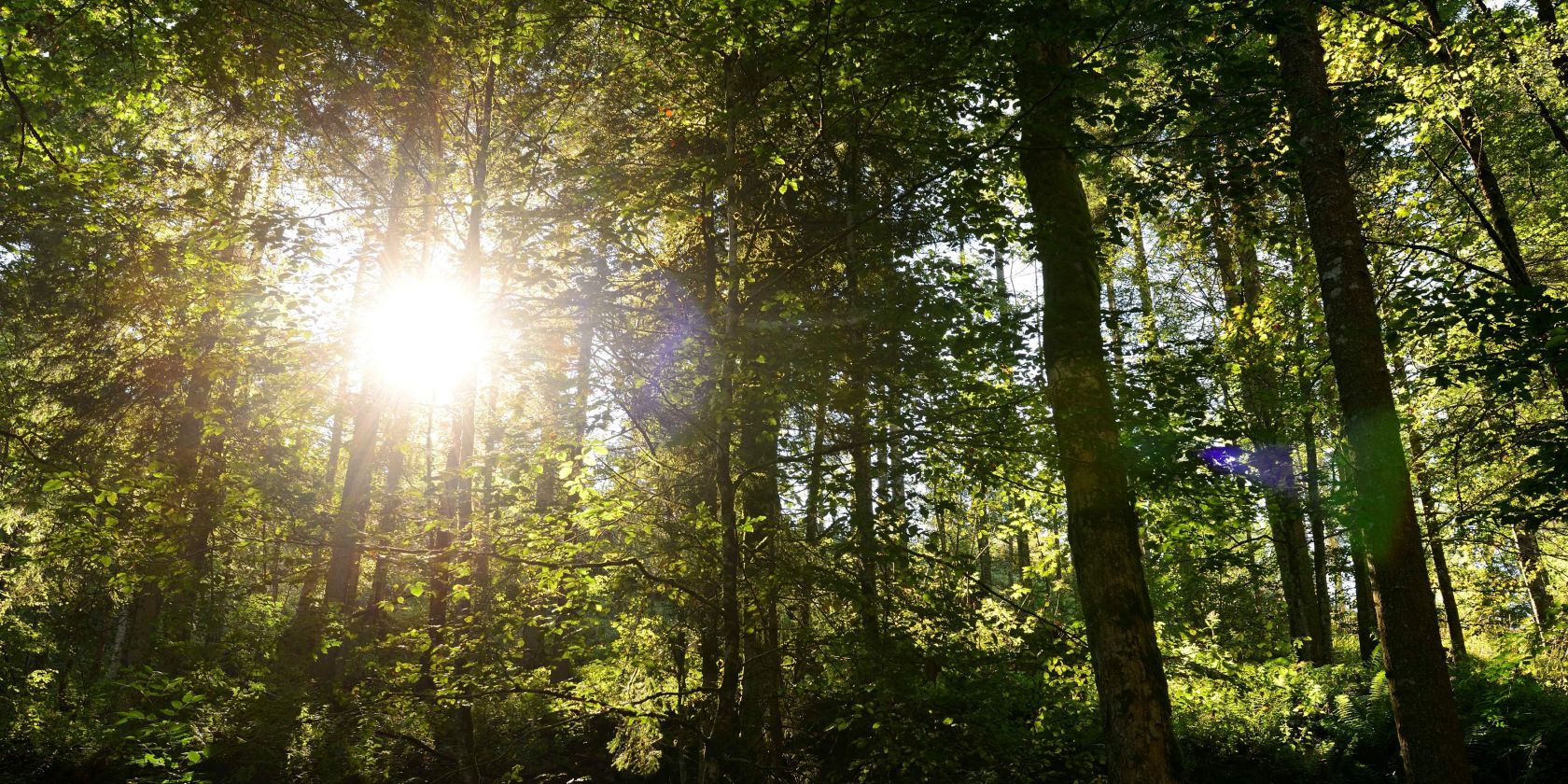 Sonne im Wald, © Eisele Hein Sonne im Wald, © Eisele Hein