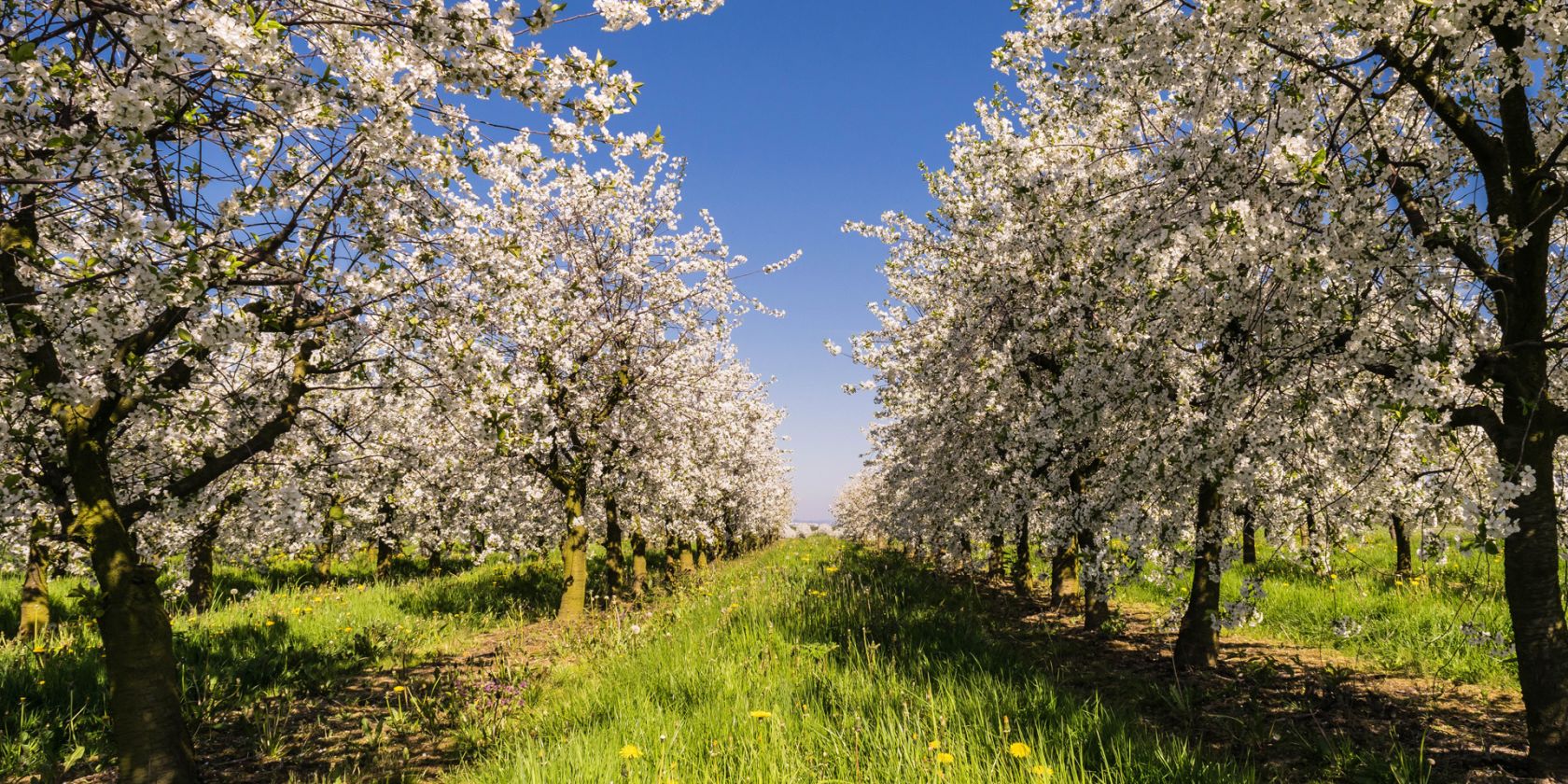 Apfelbl&uuml;te in der Steiermark