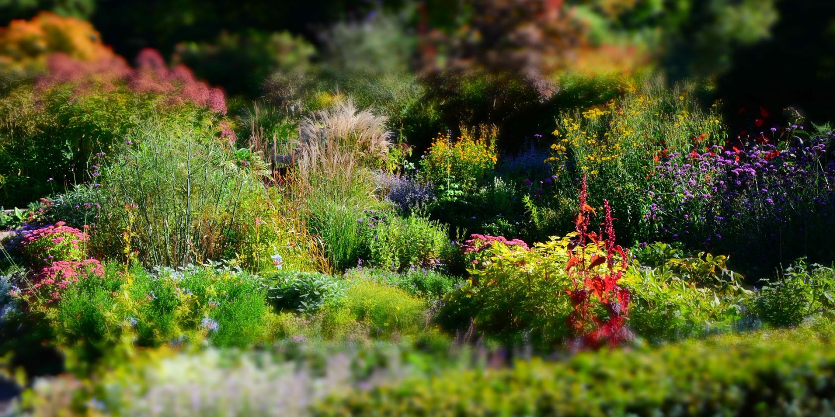 Stauden pixabay, &copy; pixabay