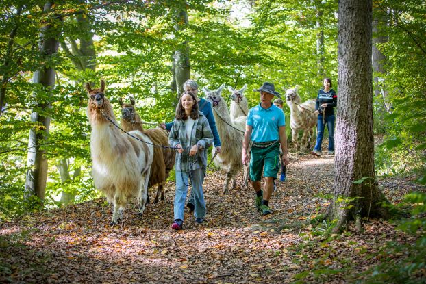Genusswanderung mit Lamas, &copy; Tourist-Info Waginger See