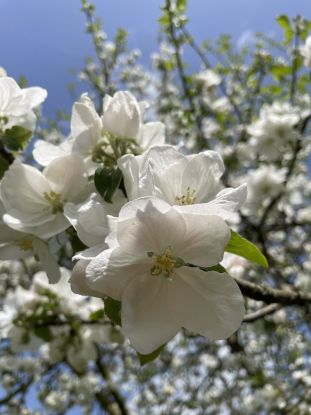 Landschaft, Natur, Garten, &copy; Julia Siglreitmeier
