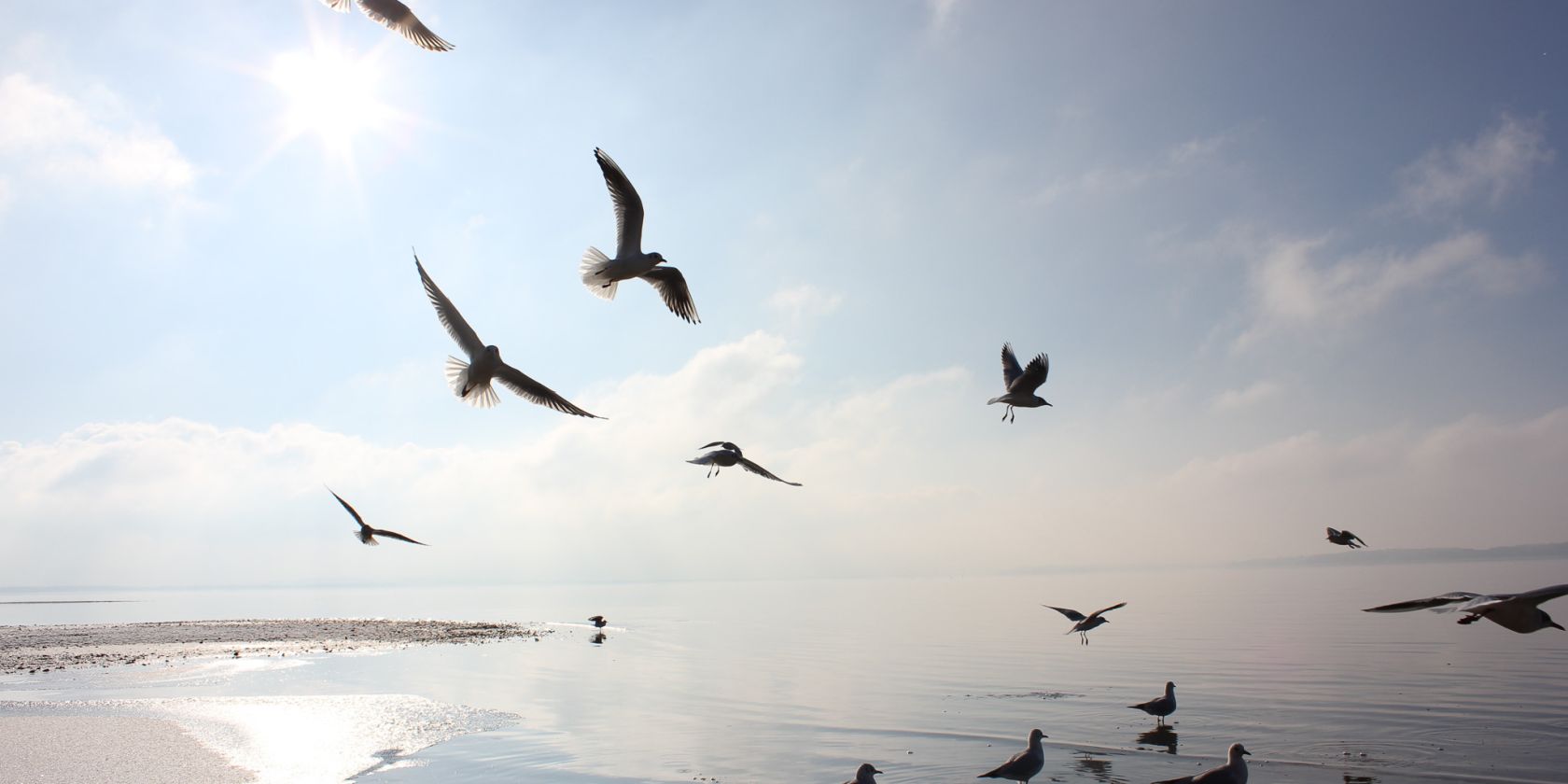 V&ouml;gel am Chiemsee, &copy; Tourist-Info Seebruck