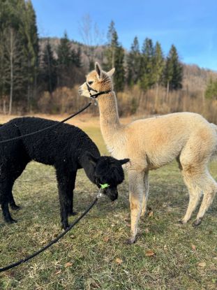 ALPaca-Wanderung, &copy; Ruhpolding Tourismus