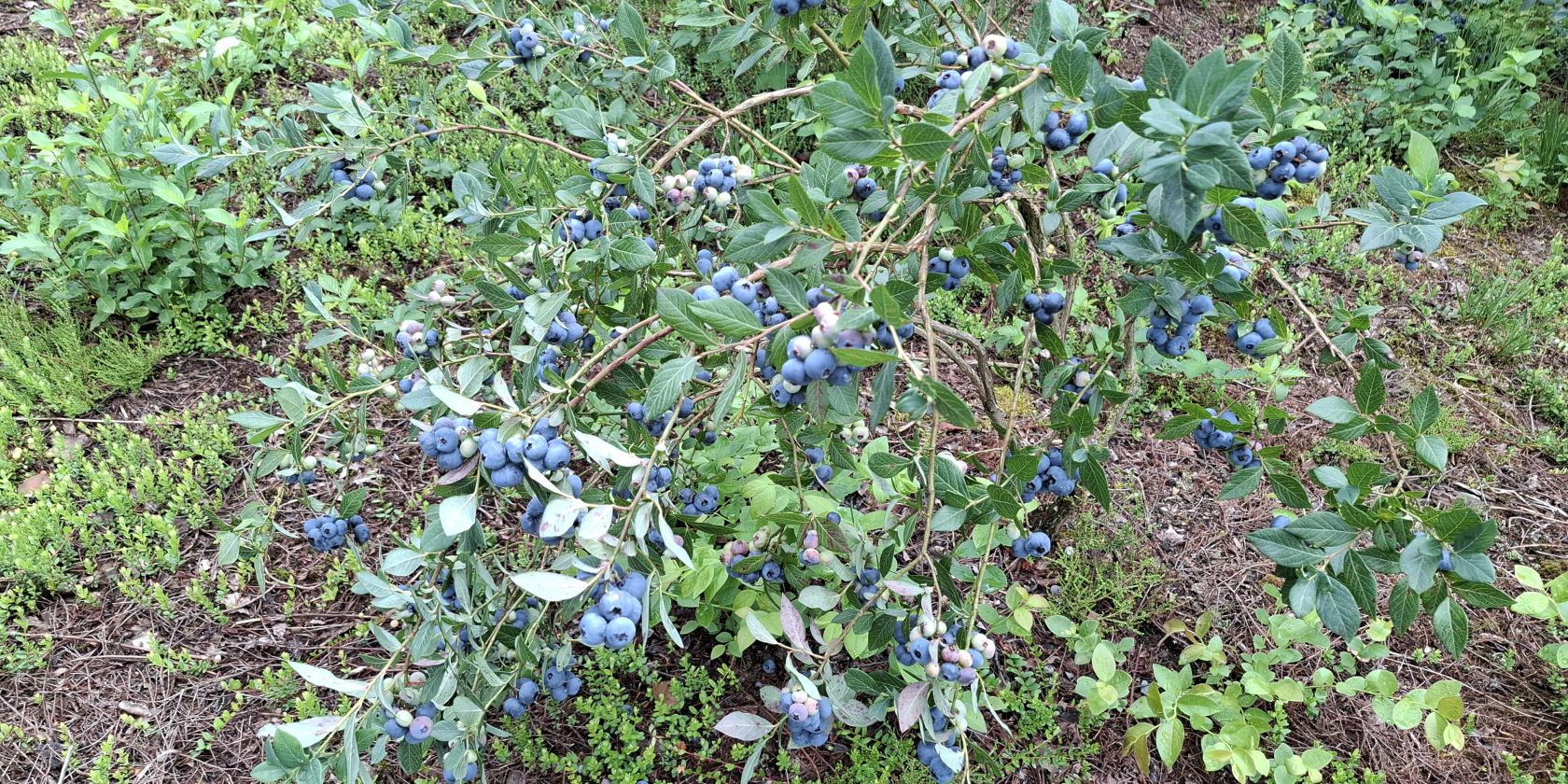 Heidelbeeren
