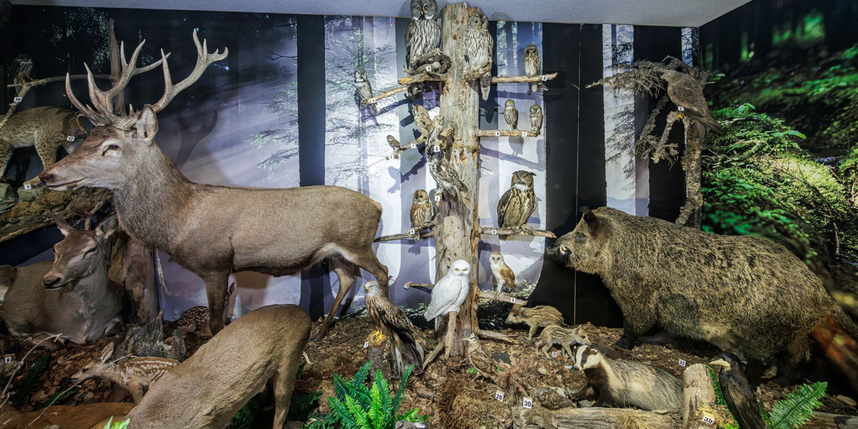 Vogel- und Tiermuseum Waging am See, © Tourist-Info Waginger See / Richard Scheuerecker