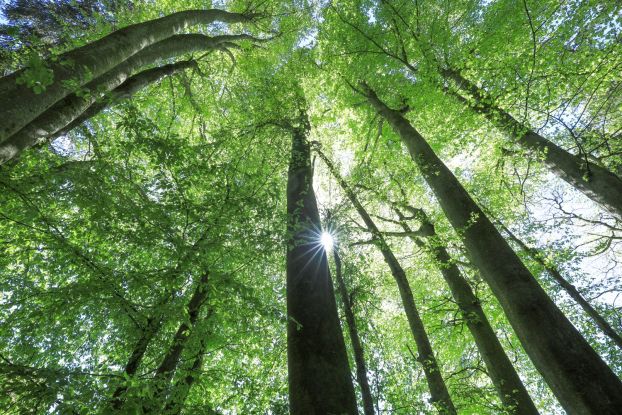 Waldbaden für natürliche Glücksgefühle