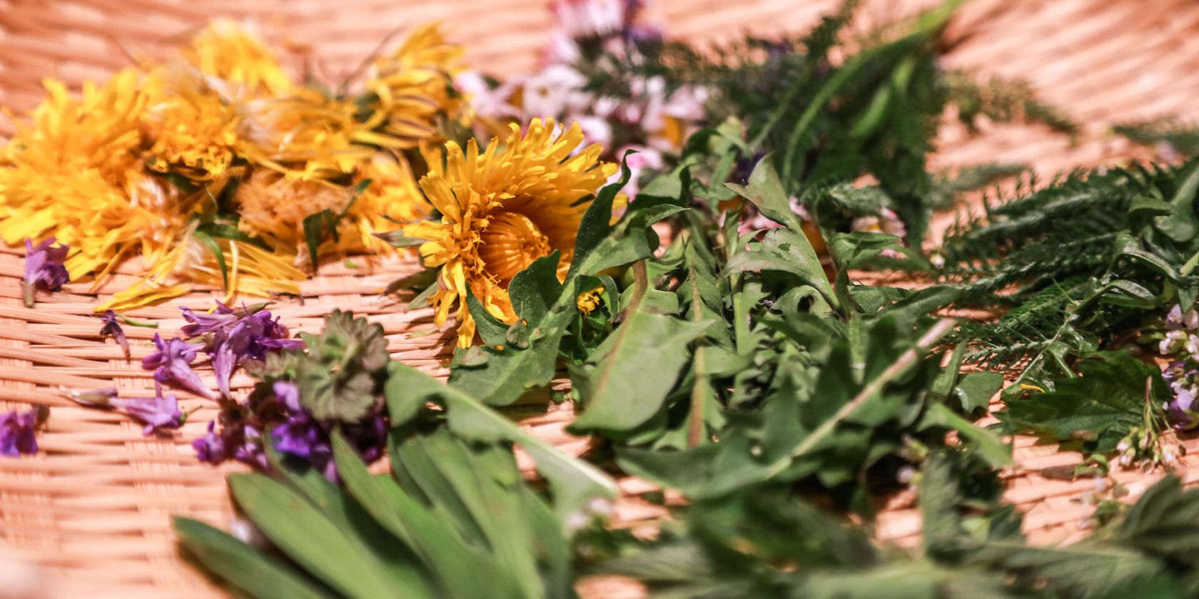 Wildkr&auml;uterwanderung, &copy; Tourist-Info Waginger See