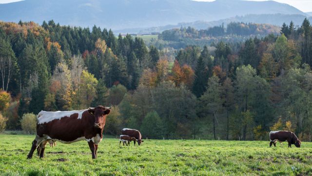 Huberhof in der Zell, © Tourist-Info Waginger See