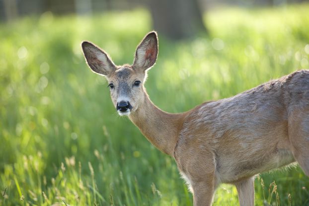 Jagdgeossenschaft Wonneberg, &copy; Tourist-Info Waginger See