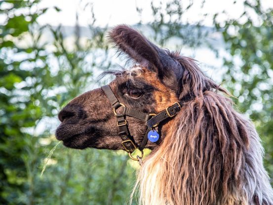 Bayerisches Lama-Trekking, © Tourist-Info Waginger See