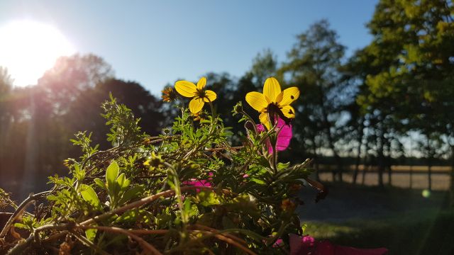 blumen_frühjahr