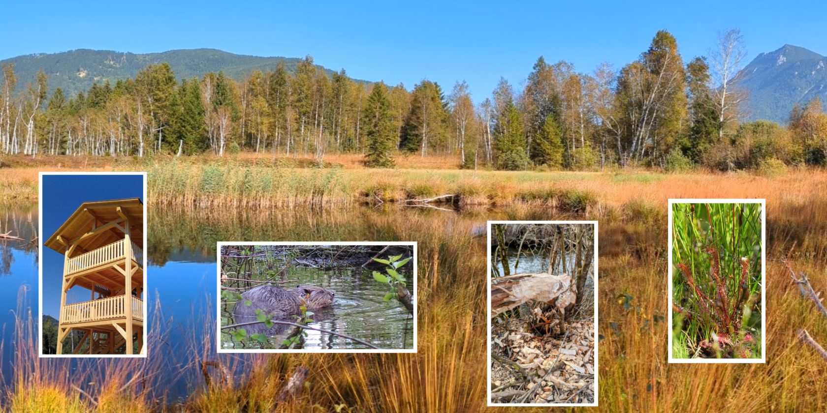 Die Filzen-Biber, &copy; Inzeller Touristik GmbH