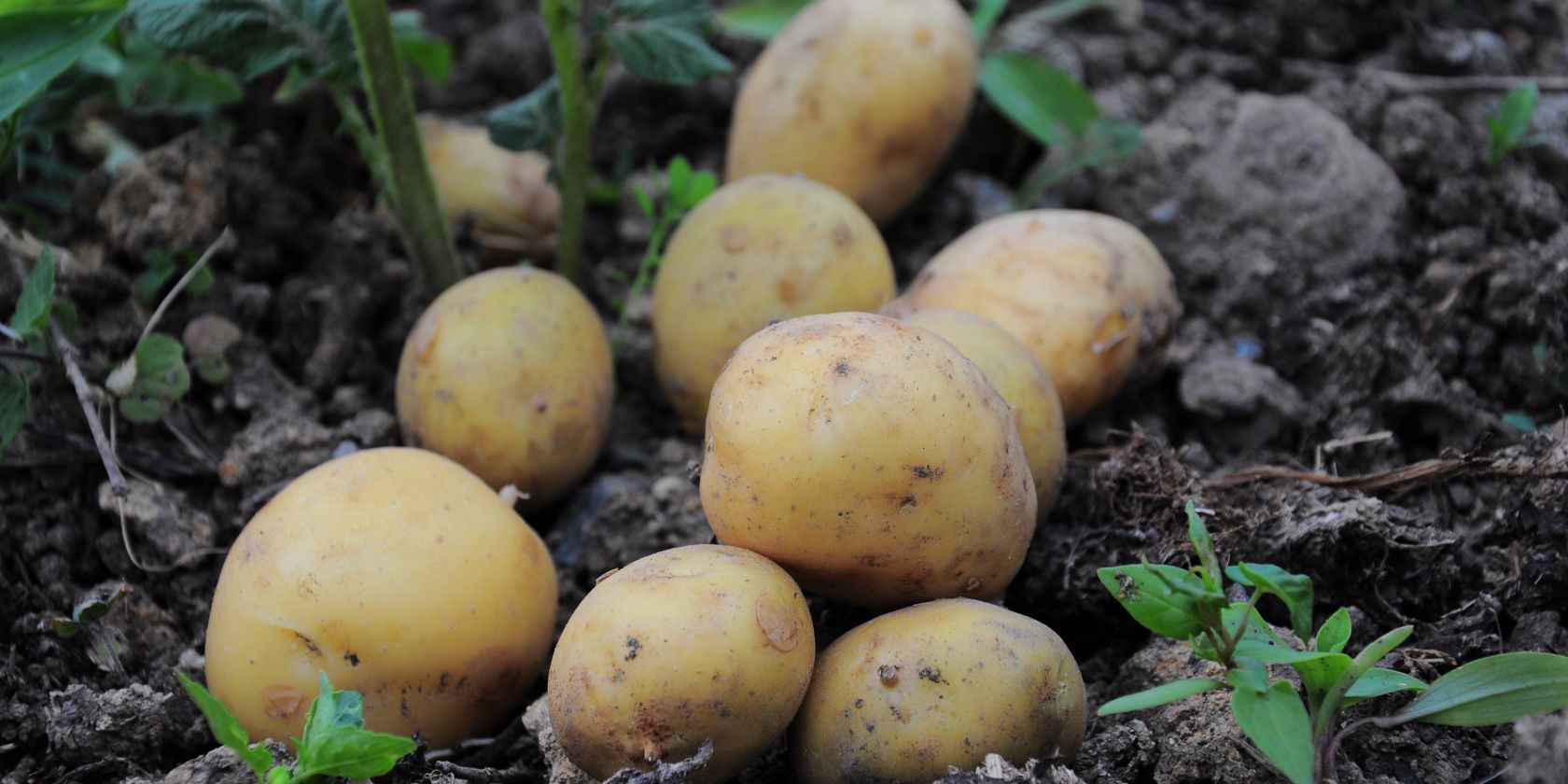 Kartoffel, &copy; pixabay