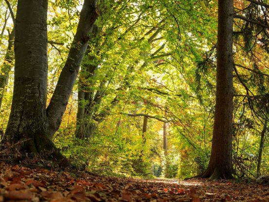 Waldbegehung, &copy; Tourist-Info Waginger See / Richard Scheuerecker
