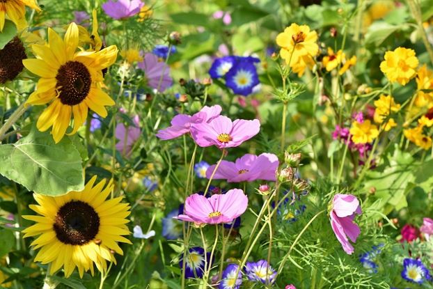 Garten, &copy; pixabay
