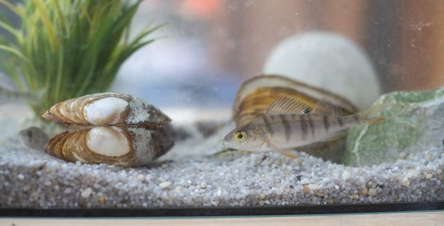 Muschel und Fisch, &copy; Fischereifachberatung des Bezirks Oberbayern