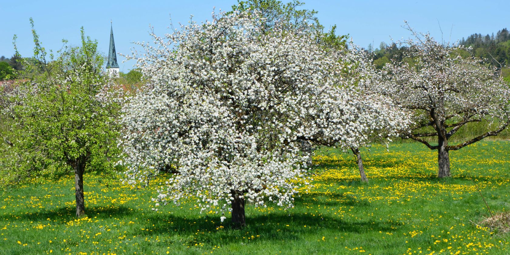 Streuobstwiese im Fr&uuml;hling, &copy; Landschaftspflegeverband Traunstein e.V.