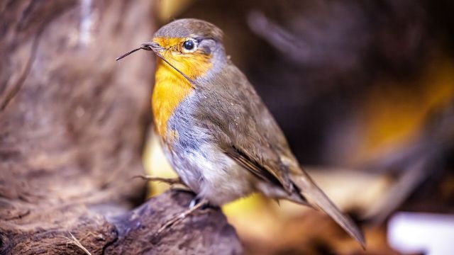 Vogelmuseum Waging, © Tourist-Info Waginger See / Richard Scheuerecker