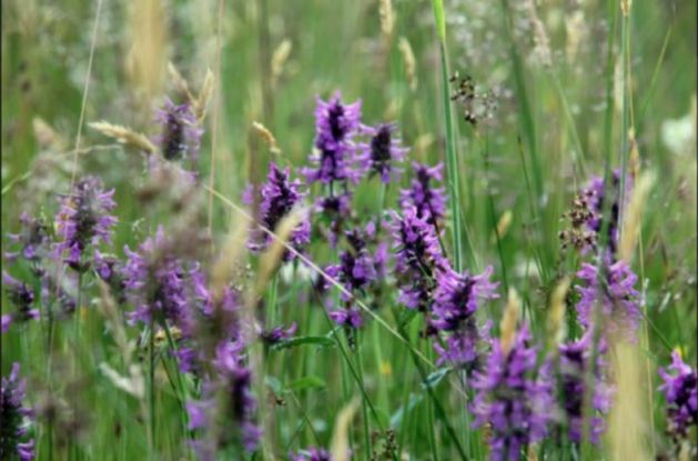 Gartenbauverein Traunstein - Pflanzen- und Samenb&ouml;rse