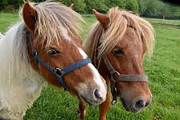 Pony2, © pixabay