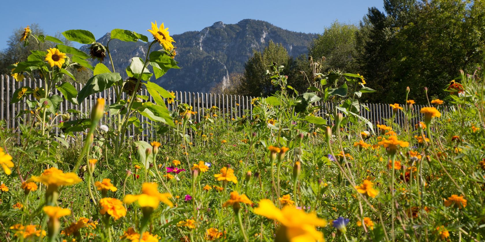 Sommerblumen im Inzeller Kurpark, &copy; Inzeller Touristik GmbH