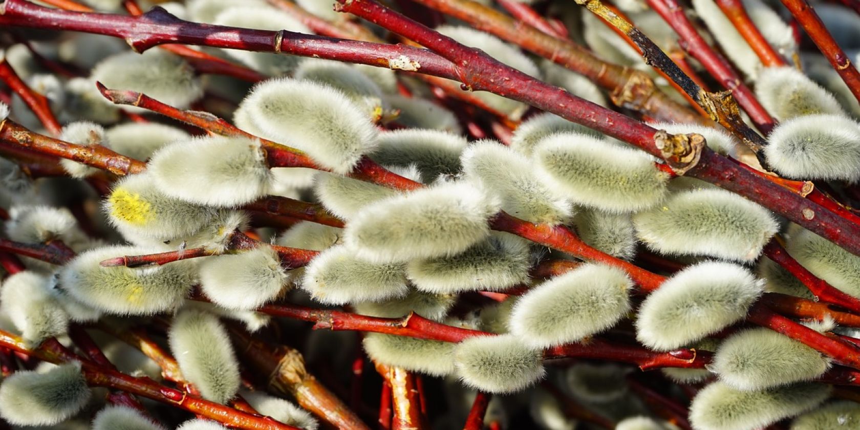 palmk&auml;tzchen, &copy; Stadt Tittmoning