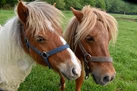 Ponyexpress, © Pixabay