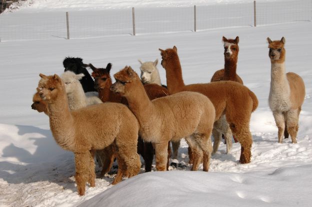 Alpakas im Winter, &copy; Inzeller Touristik GmbH