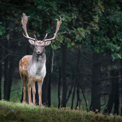 Jagdgenossenschaft Erlst&auml;tt:  Einladung zum Jagdausflug, &copy; canva