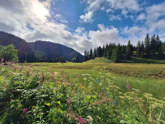 Bild Kr&auml;uterwanderung, &copy; Kr&auml;uter Kinder