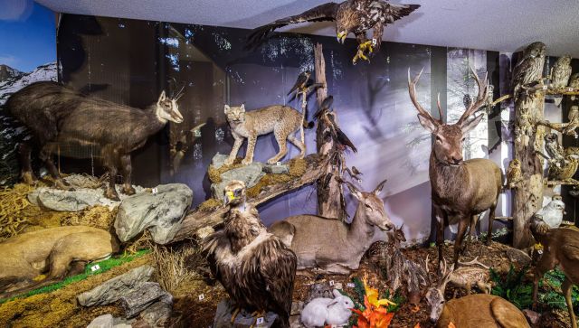 Vogel- und Tiermuseum Waging am See, © Tourist-Info Waginger See / Richard Scheuerecker